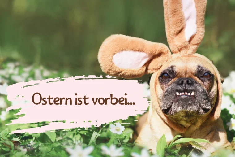 Ease Post-Easter Blues: Humorous Images & Quotes for Daily Life